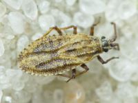 Tingis (Tropidocheila) maculata