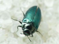 Habroloma breiti