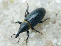 Mecinus collaris