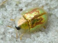 Cassida (Mionycha) subreticulata