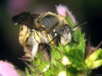 Anthidium punctatum