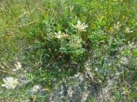 Astragalus albicaulis