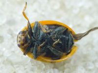 Hippodamia variegata