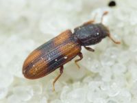 Bitoma crenata