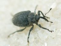 Ceutorhynchus puncticollis