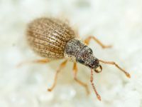 Curculionidae