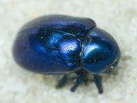 Eumolpus asclepiadeus