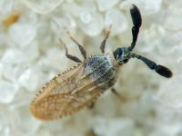 Copium teucrii