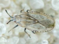 Tingis (Tingis) grisea