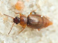 Anthobium atrocephalum