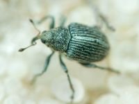Ceutorhynchinae
