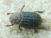 Trox cadaverinus