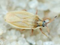 Tingis (Tingis) auriculata