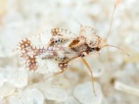 Stephanitis pyri