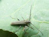 Phytoecia nigricornis