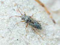 Nysius