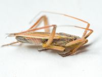 Miridae
