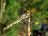 Sympetrum striolatum