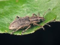 Tanymecus palliatus