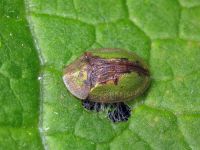 Cassida (Cassida) vibex