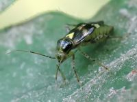 Liocoris tripustulatus