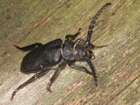 Prionus coriarius