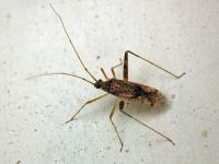 Phytocoris