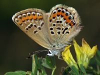 Plebejus argus