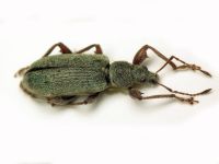 Phyllobius jacobsoni