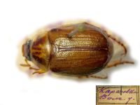 Anomala errans
