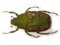 Pseudinca camerunensis