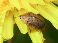 Hypocassida
