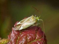 Adelphocoris lineolatus