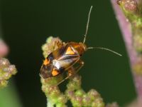 Liocoris tripustulatus
