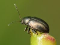 Chaetocnema aridula