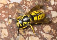 Vespula germanica