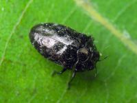 Trachys minutus minutus