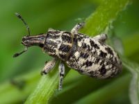Cyphocleonus dealbatus