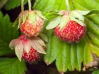 Fragaria