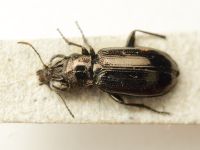 Carabidae