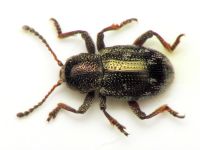 Pachnephorus villosus