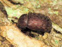 Aesalus ulanowsky