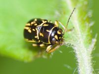 Pachybrachis fimbriolatus