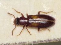 Sphaeriestes bimaculatus
