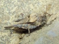 Depressotetrix depressa