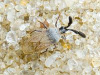 Copium teucrii