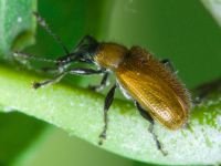 Lasiorhynchites (Stenorhynchites) coeruleocephalus