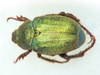 Hoplia