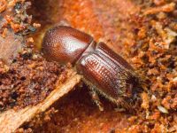 Ips sexdentatus