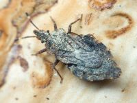 Aradus betulae